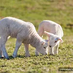 Molenbos Texel ホテル デ・カクスドルプ