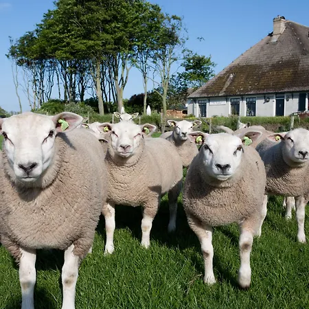 ホテル Molenbos Texel デ・カクスドルプ