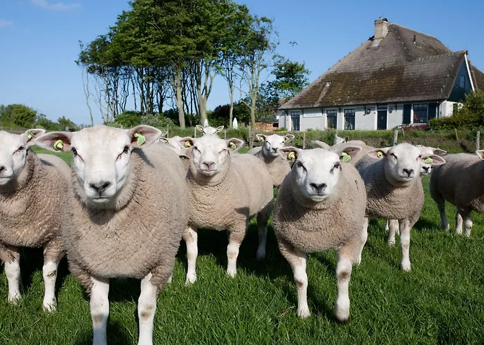 Hotel Molenbos Texel De Cocksdorp (Texel)